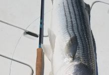 Fly-fishing Photo of Striper shared by Chanan Chansrisuriyawong | Fly dreamers 