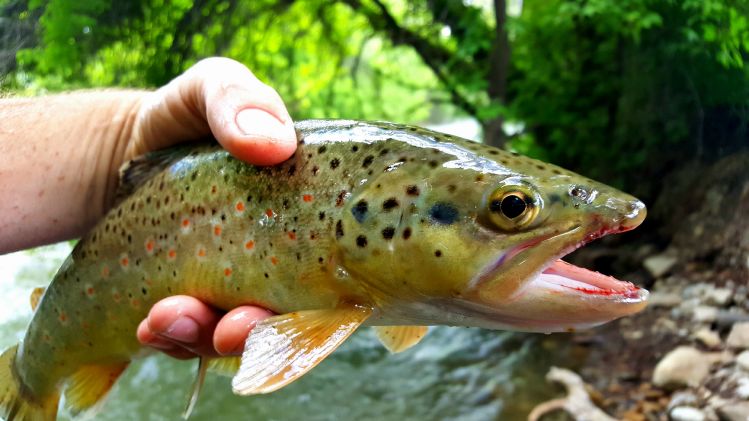 Took my 4 year old little girl out a coupledays ago. She probably caught 5 of these guys in an hour. On flies she tied herself. I couldn't be more proud. Then her stupid dad went and dropped my phone in the river, and lost all the pics but this one. Way t