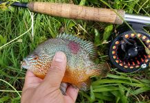 Joseph Gurule 's Fly-fishing Photo of a Sunfish | Fly dreamers 