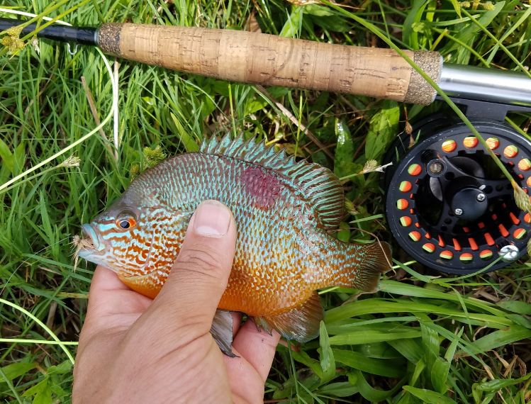 On the elk hair caddis