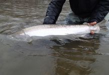 Deep Creek Lodge 's Fly-fishing Photo of a Steelhead | Fly dreamers 