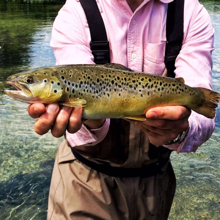 Dry flies an large trout. The perfect combination.