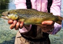  Fotografía de Pesca con Mosca de Salmo fario por Will Robins | Fly dreamers