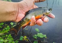  Brookies – Excelente Situación de Pesca con Mosca – Por Sebastian Prato