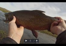  Fotografía de Pesca con Mosca de Trucha de arroyo o fontinalis por Juan Manuel Biott | Fly dreamers 