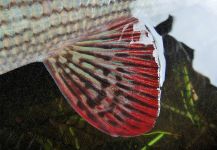 BERNET Valentin 's Fly-fishing Picture of a Lady of the stream | Fly dreamers 