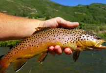 Fly-fishing Picture of German brown shared by Chris Watson | Fly dreamers