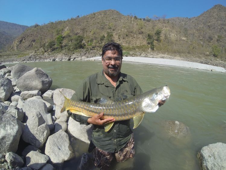 11 lb Golden Mahseer