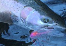  Foto de Pesca con Mosca de Steelhead compartida por Alex West | Fly dreamers