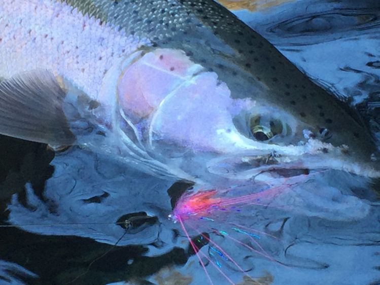 Beatiful winter steelhead picked while swinging a polar bear intruder 