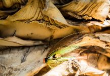 Morten Jensen 's Fly-tying for spring salmon - Image | Fly dreamers 