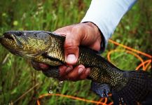 Kid Ocelos 's Fly-fishing Catch of a Wolf Fish | Fly dreamers 