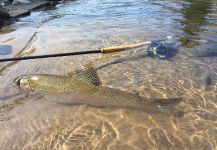  Fotografía de Pesca con Mosca de Trucha arcoiris compartida por D.R. Brown | Fly dreamers