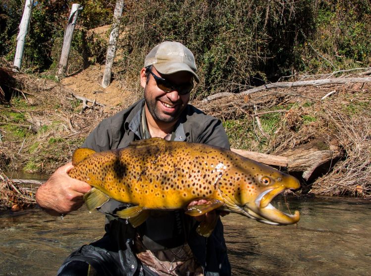 Trophy Wild Brown trout in a crystal clear stream