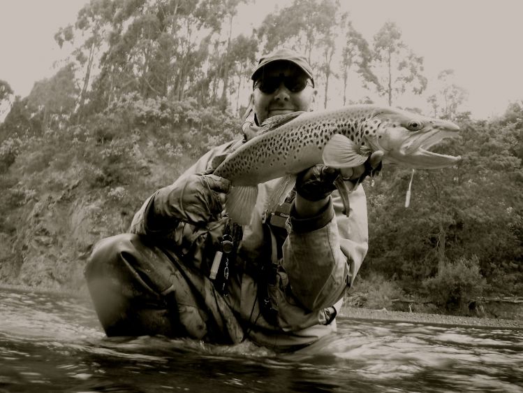 Wild New Zealand Brown Trout. 