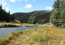 Nice Fly-fishing Situation of Cutthroat trout - Photo shared by Thomas Peña | Fly dreamers 