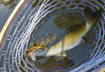 Fly-fishing Photo of Smallmouth Bass shared by Mike Mehrle | Fly dreamers 