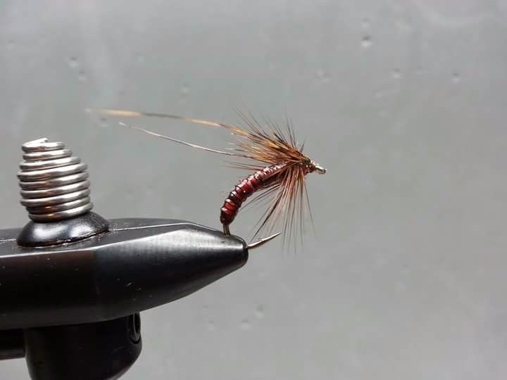 Caddis fly