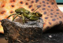 Fly-tying for English trout - Pic by Rodo Radic 