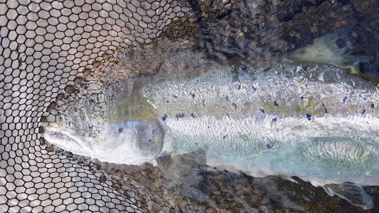 Salmon fishing in Iceland