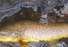 Kristinn Ingolfsson 's Fly-fishing Photo of a German brown | Fly dreamers 