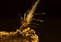 Morten Jensen 's Fly-tying for Salmo trutta - Pic | Fly dreamers 