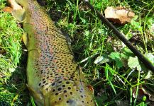 BERNET Valentin 's Fly-fishing Picture of a English trout | Fly dreamers 