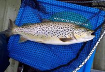  Captura de Pesca con Mosca de Salmo trutta por Kevin Sheridan | Fly dreamers