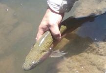  Foto de Pesca con Mosca de Trucha arcoiris compartida por Claudio Romero | Fly dreamers