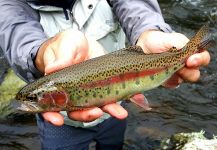  Fotografía de Pesca con Mosca de Trucha arcoiris por Rafael Arruda | Fly dreamers 