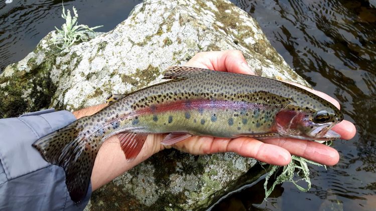 Trout fishing in Brazil highlands