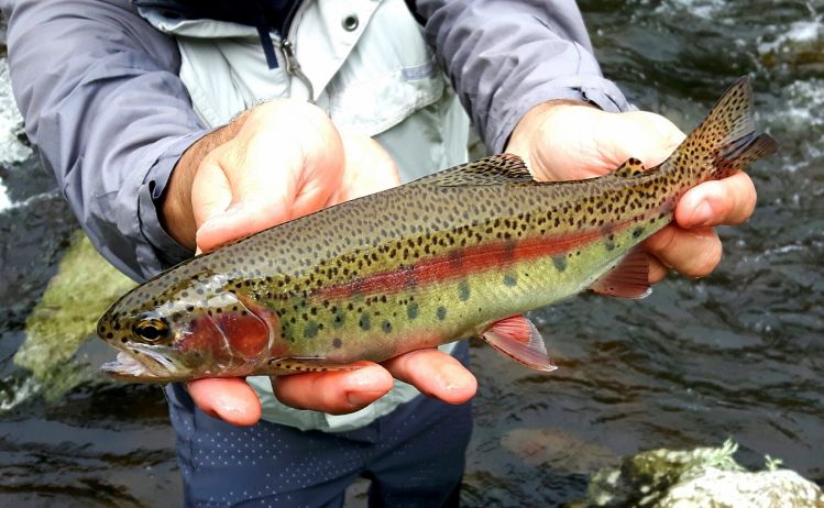 Trout fishing in Brazil highlands