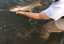  Fotografía de Pesca con Mosca de Salmo trutta por D.R. Brown | Fly dreamers 