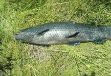  Fotografía de Pesca con Mosca de Blue wolf fish por Roberto Garcia | Fly dreamers 