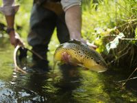 Fly fishing picture