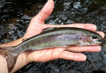  Foto de Pesca con Mosca de Trucha arcoiris compartida por Rafael Arruda | Fly dreamers