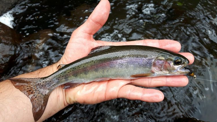 Trout fishing in brazilian highlands