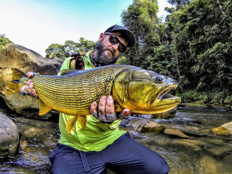 The business end of a golden dorado.