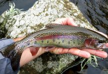  Captura de Pesca con Mosca de Trucha arcoiris por Rafael Arruda | Fly dreamers