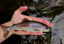 Rafael Arruda 's Fly-fishing Photo of a Rainbow trout | Fly dreamers 