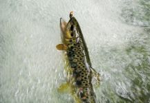 Fly-fishing Picture of Brown trout shared by BERNET Valentin | Fly dreamers