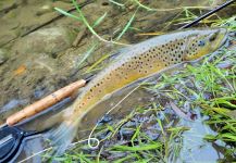 BERNET Valentin 's Fly-fishing Photo of a English trout | Fly dreamers 