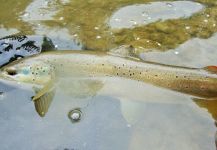 BERNET Valentin 's Fly-fishing Pic of a Brownie | Fly dreamers 