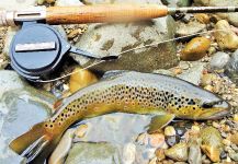 BERNET Valentin 's Fly-fishing Picture of a Salmo trutta | Fly dreamers 