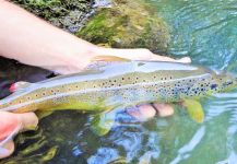 Fly-fishing Situation of German brown - Photo shared by BERNET Valentin | Fly dreamers 