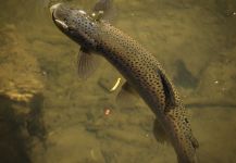 Peter Broomhall 's Fly-fishing Photo of a Loch Leven trout German | Fly dreamers 