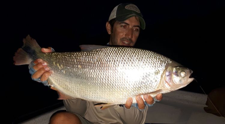 PIRÁ PITÁ en el alto Paraná - Paraná on The Fly