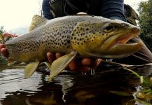 Jean Sylvain Amy 's Fly-fishing Image of a Salmo trutta | Fly dreamers 