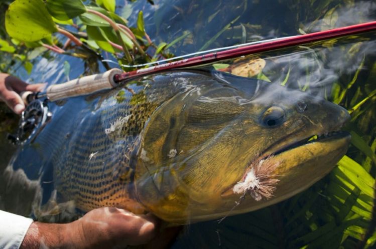 The incredible Golden Dorado of Iberá!