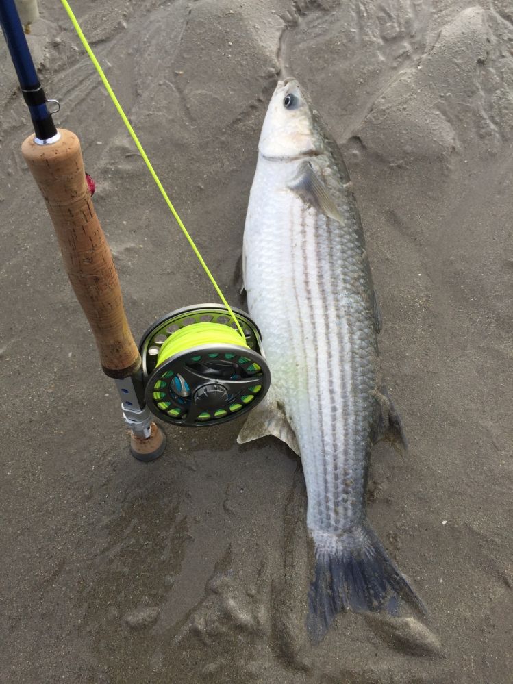 Mullet on the Fly , Ireland 